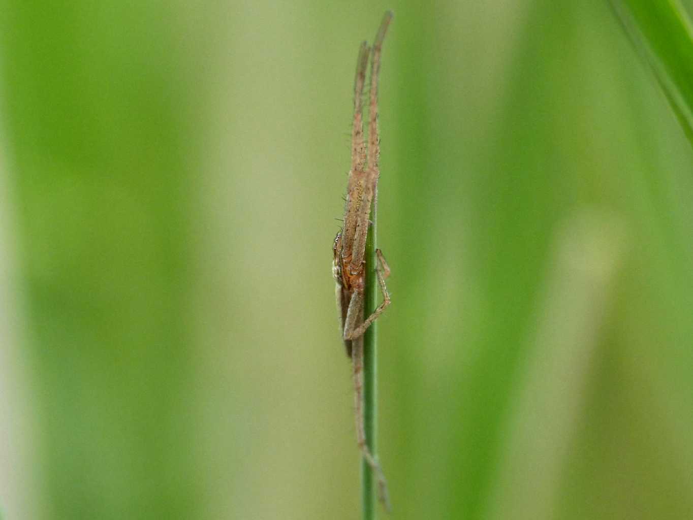 Maschio di Tibellus sp. - Tolfa (RM)